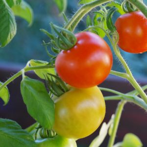 bush-tomatoes-876963_1920