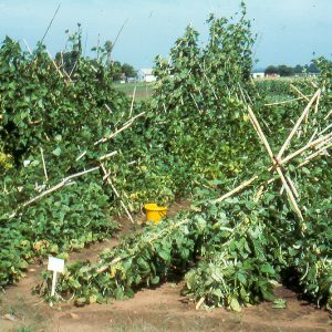 Green bean farm damaged by winds