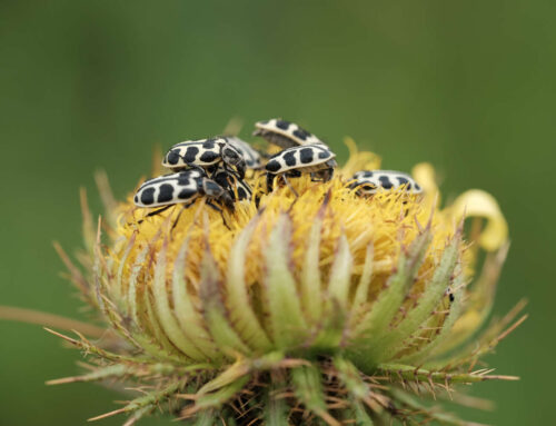 Plants that bugs hate