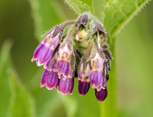 Comfrey an amazing plant