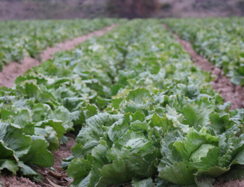 Lettuce fertilizer application tables according to soil types